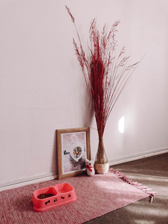 How to Set Up a Cozy Pet-Friendly Corner in Your Home